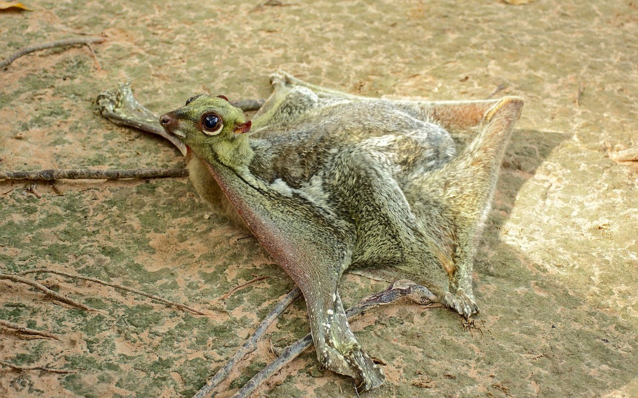 Freiwillig sind die Tiere nicht am Boden, dieses Exemplar fiel von einem Baum. 