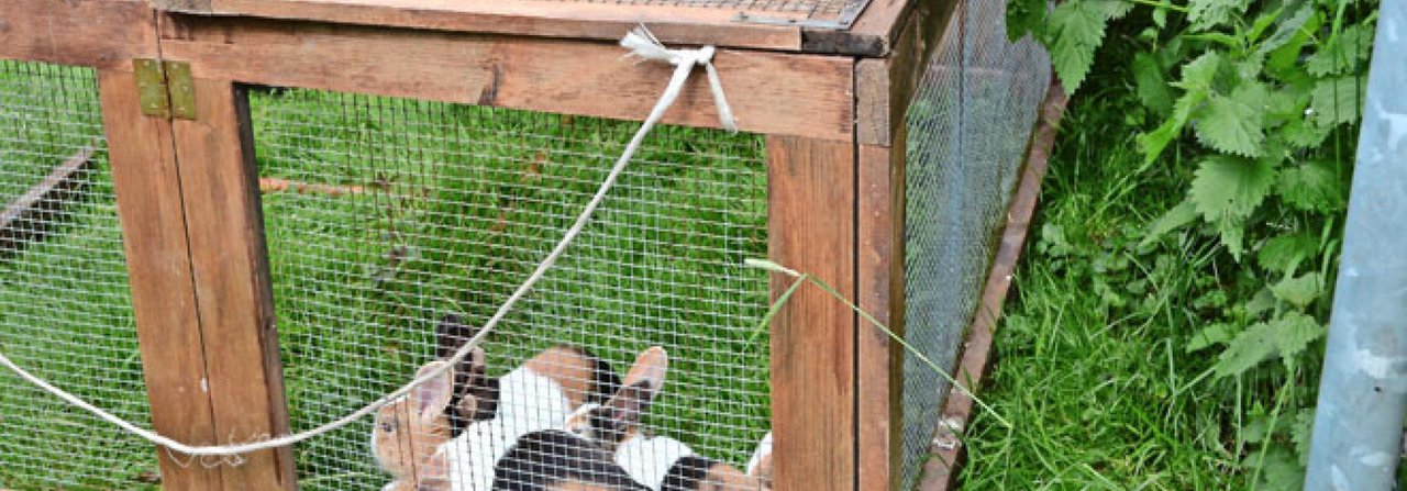 Neben frischem Gras tun den Kaninchen auch diverse Futterzusätze gut.