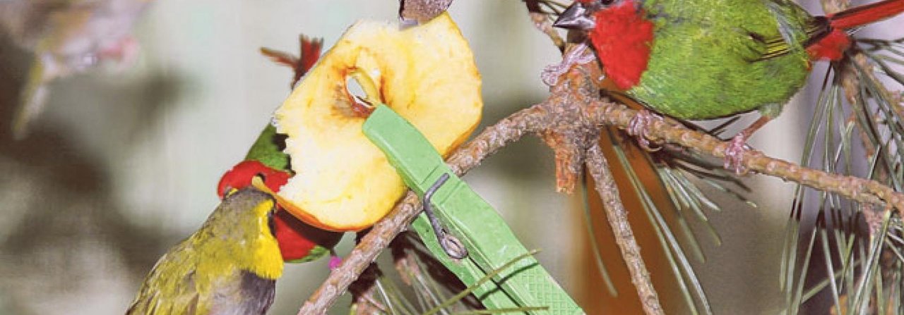 Zwergnonne, Rotkopf-Papageiamadinen und Kleine Kubafinken fressen Apfelschnitze.