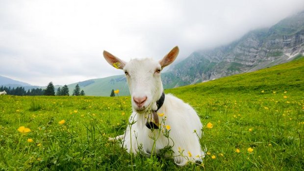 Ziege mit Ohrmarke