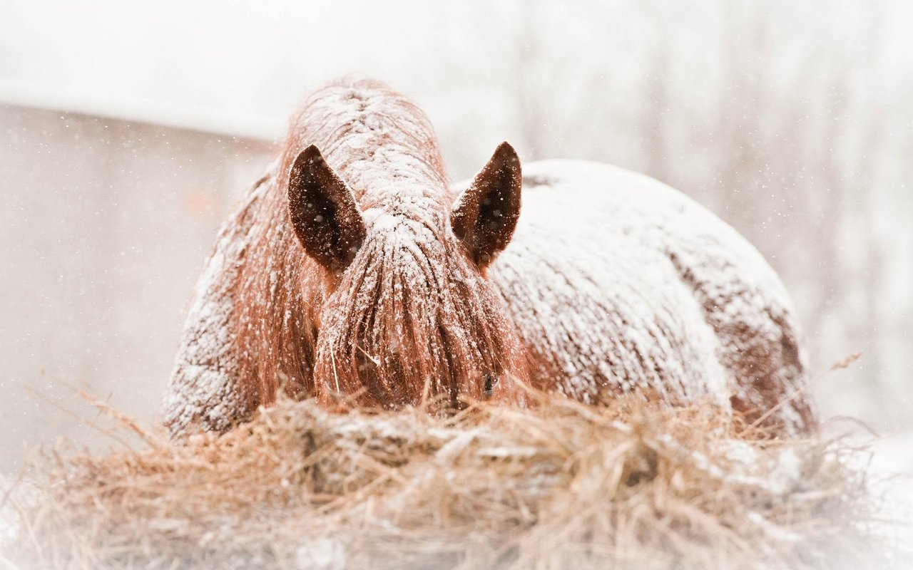 Pferdefell isoliert so stark, dass darauf liegender Schnee nicht schmilzt. 