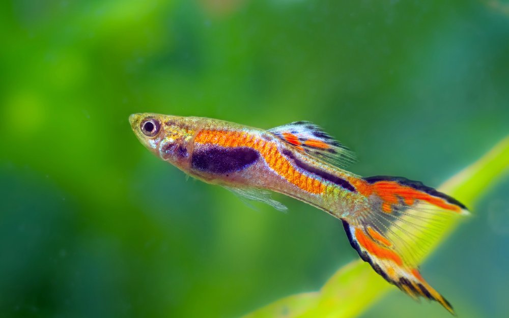 Endler-Guppys sind ideale Einstiegsfische. 