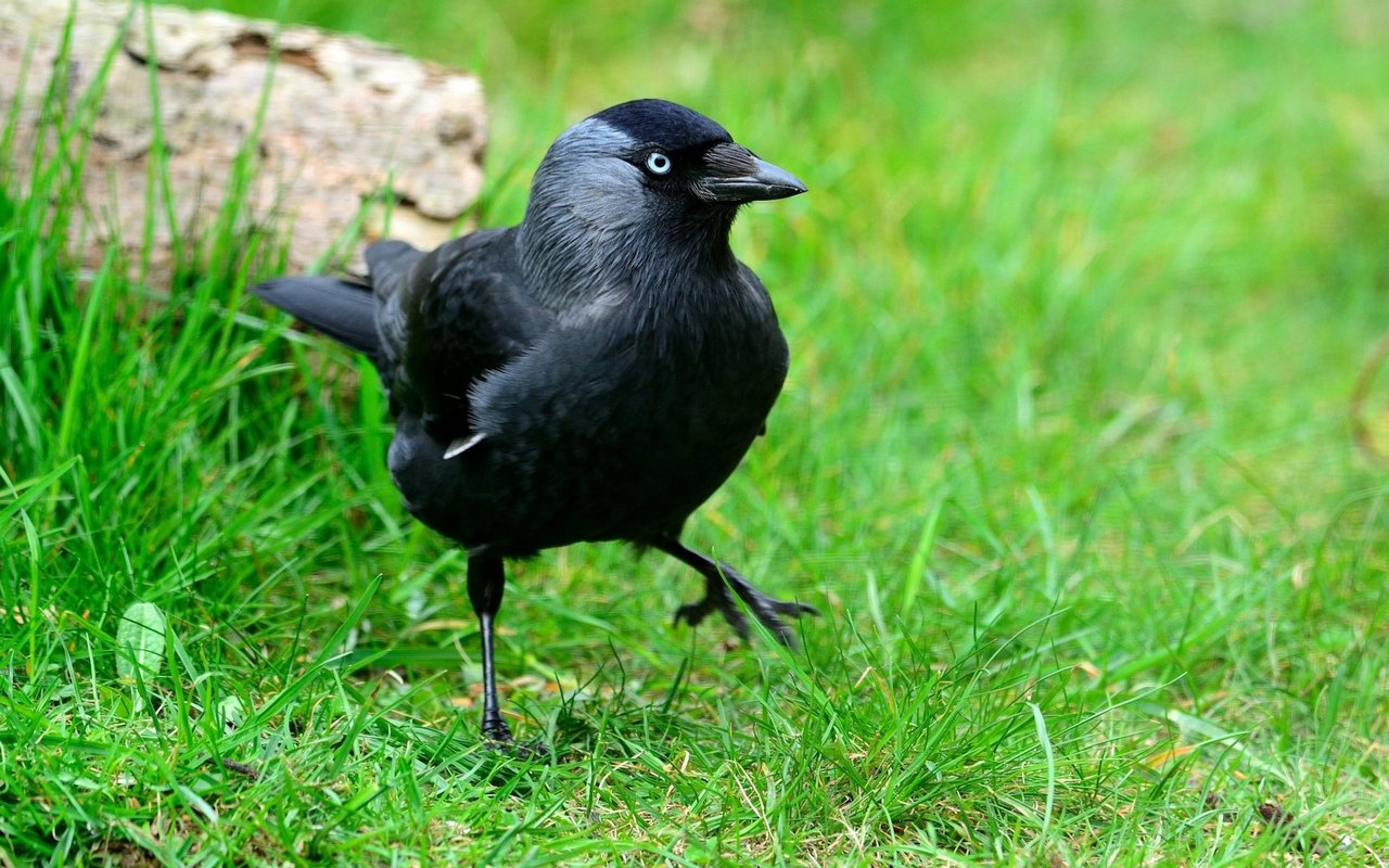 Turmdohlen sind intelligente Rabenvögel, die sehr gesellig und lebhaft sind. 