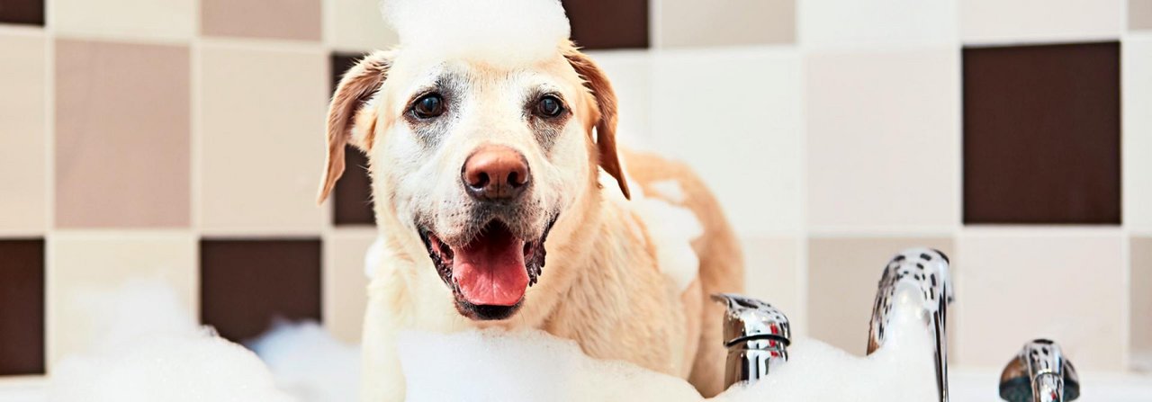 Das ist etwas gar viel Schaum für Bello. Das Shampoo eher sparsam einsetzen. Zudem soll es basisch und rückfettend sein.