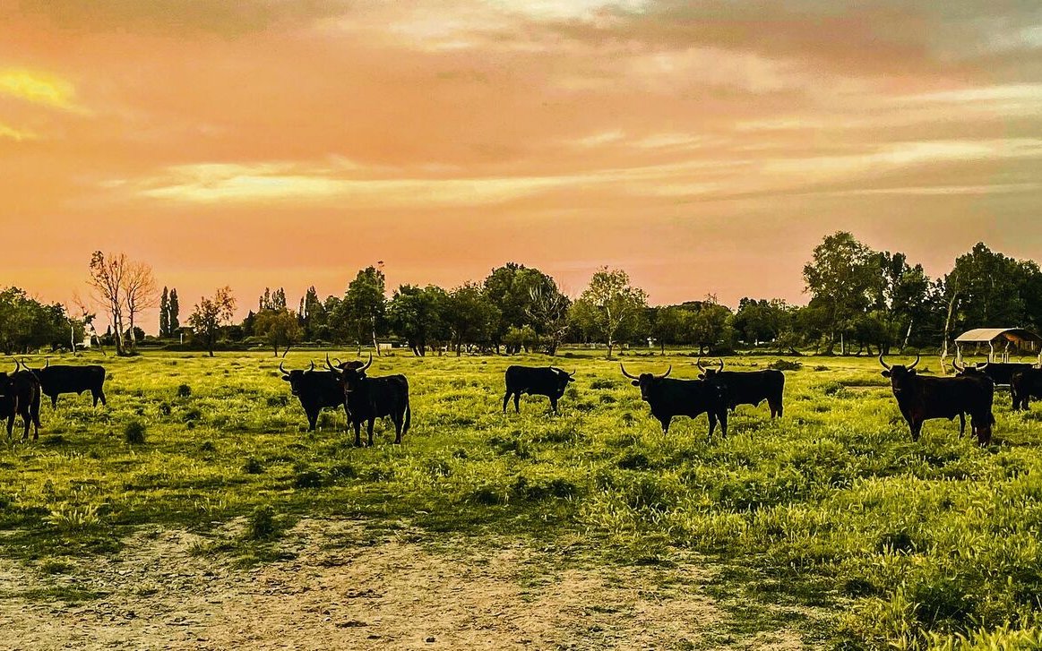 Die Schwarzen Stiere werden vornehmlich für die Course camarguaise gezüchtet.