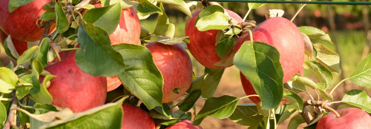 Wer einen eigenen Apfelbaum hat, muss die vitaminreichen Früchte nur noch pflücken.