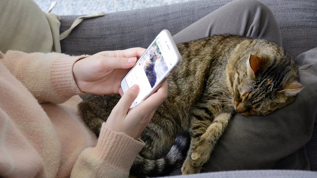 Katze und Handy