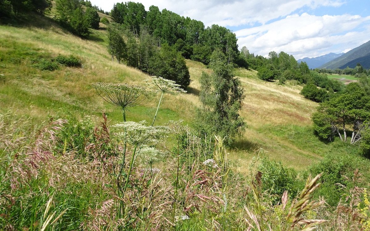 Wiesen sind die Brutstätten des Braunkehlchens. 