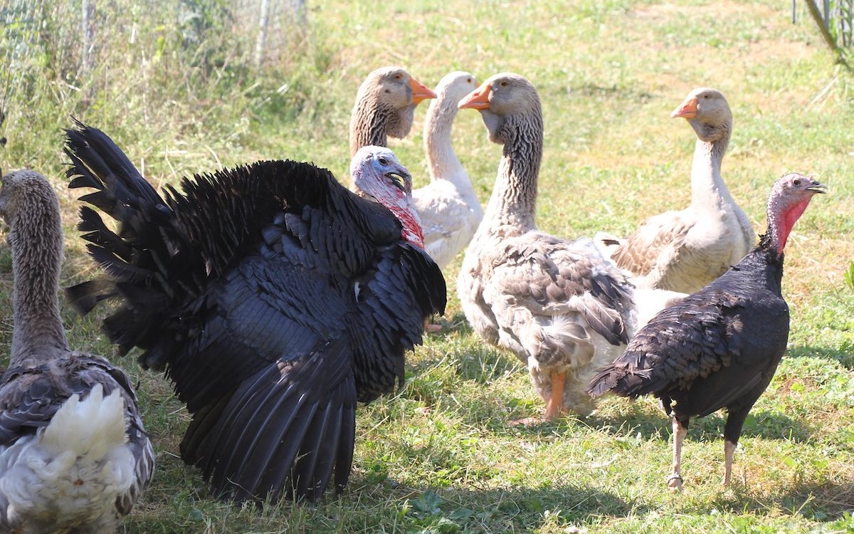 Truthähne und Gänse in der grossen Weide. 