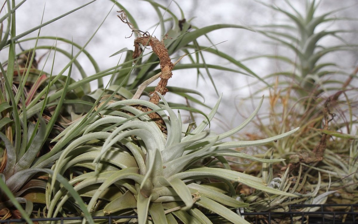 Tillandsien gehören zu den Epiphyten und sind gut geeignet für grüne Wände. 