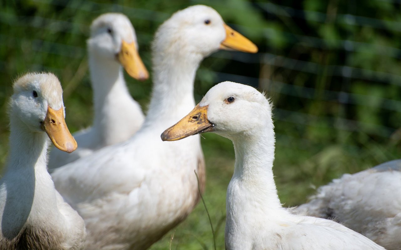 Wenn man Gänseleber konsumiert, sollte man sich unbedingt auf die Haltungsbedingungen achten. Auf Stopfmast sollte aus Tierschutzgründen verzichtet werden. 