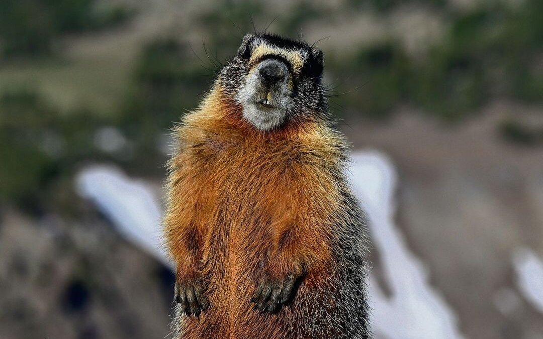 Das Gelbbauchmurmeltier in den USA profitiert momentan vom Klimawandel. 