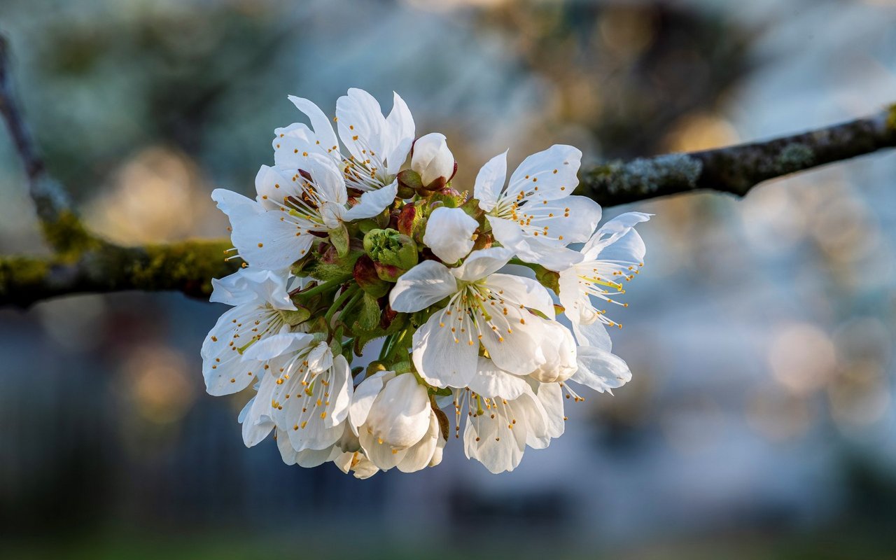 Auch in der Zentralschweiz gibt es Blüten zu bestaunen.