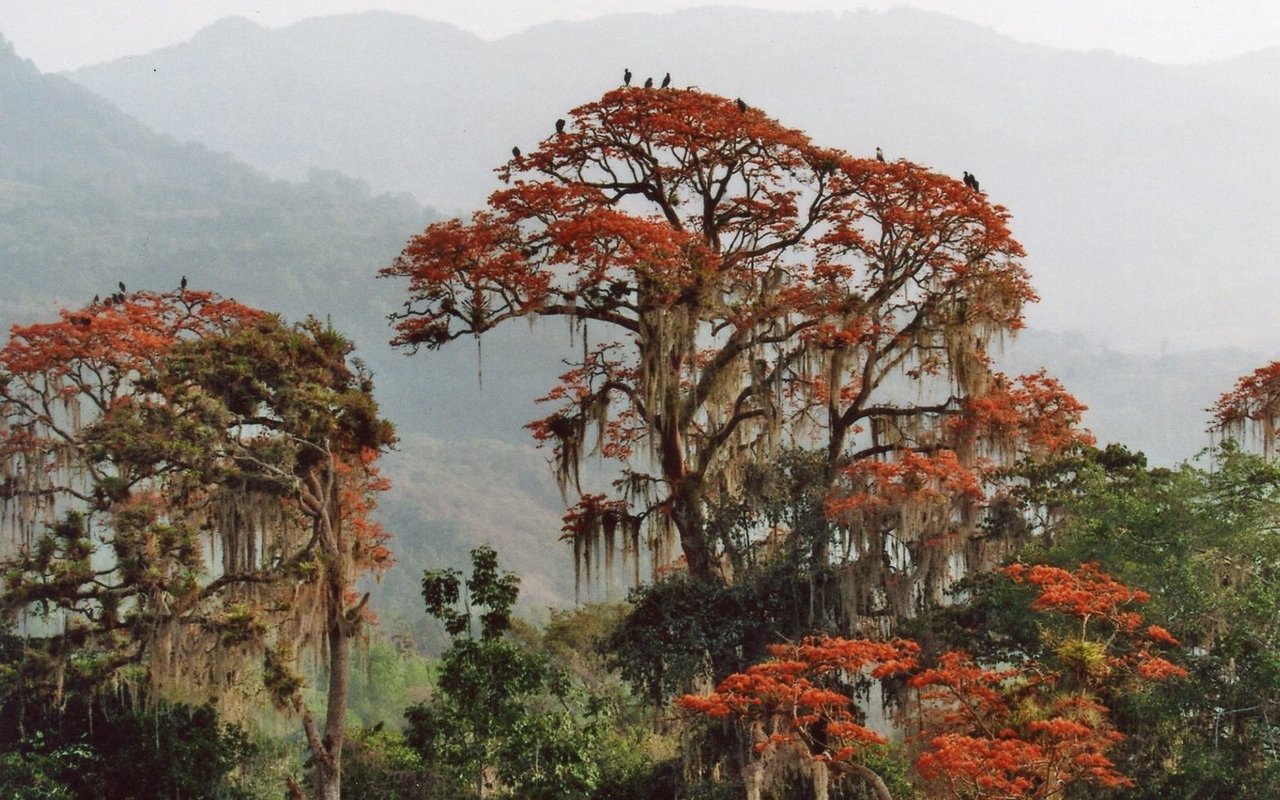 Ein Eindruck aus dem Hinterland in Venezuela, wo der Kapuzenzeisig nur noch in wenigen hundert Exemplaren vorkommt. 