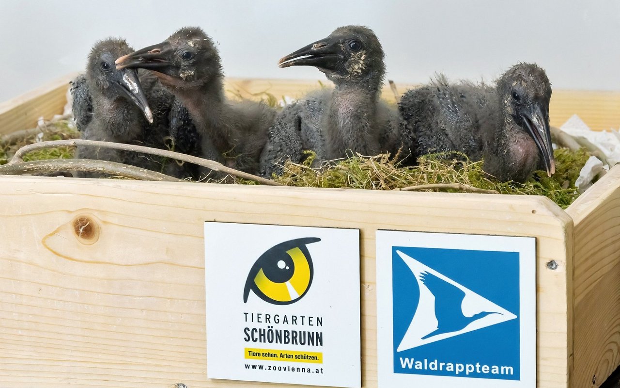 Diese Waldrapp-Küken werden von Hand aufgezogen. 