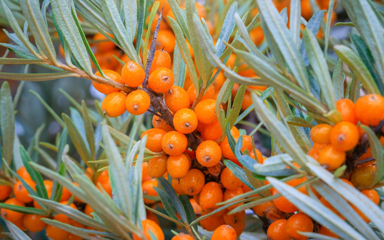 Sanddorn (Hippophae rhamnoides)