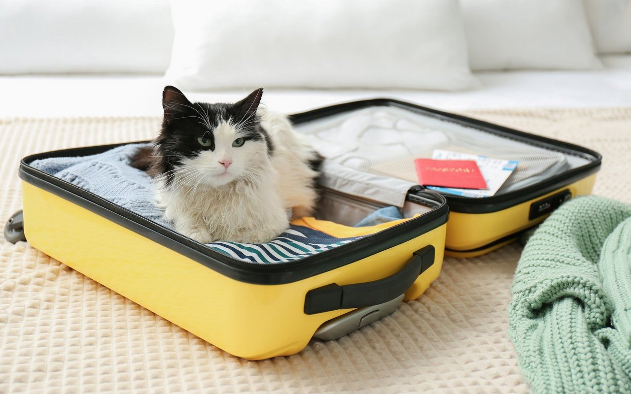 Katzen können auch mit auf Reisen genommen werden. Sie blieben aber deutlich lieber Zuhause.