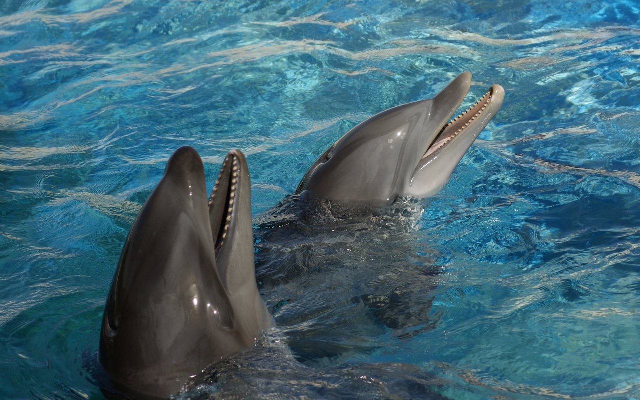 Der Wolphin ist das Ergebnis eines weibichen Delfins und einem Schwertwal.