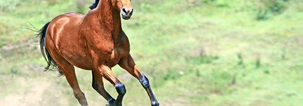 Pferd galoppiert über Wiese