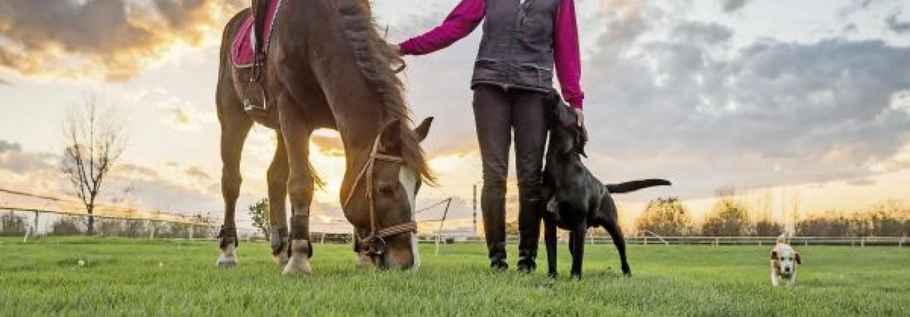 Sind Pferd und Hund aneinander gewöhnt, machen gemeinsame Ausritte allen Beteiligten Freude.