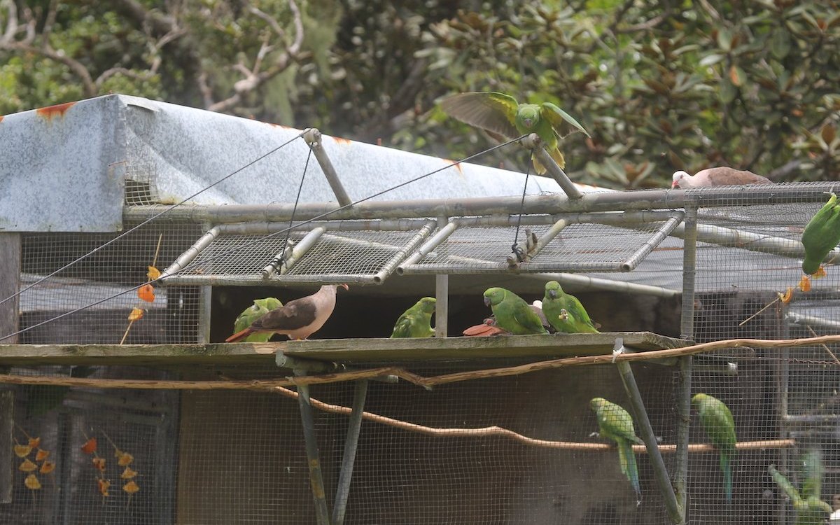 Wiederauswilderung von Echosittichen und Mauritiustauben im Black-River-Nationalpark auf Mauritius. 