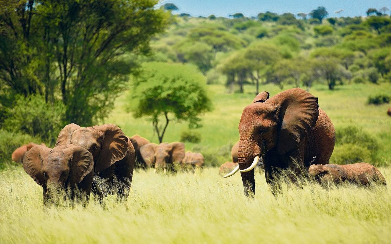 Afrikanische Elefanten streifen in Herden durch die von Akazien dominierte Savanne und prägen sie, indem sie Bäume fällen.