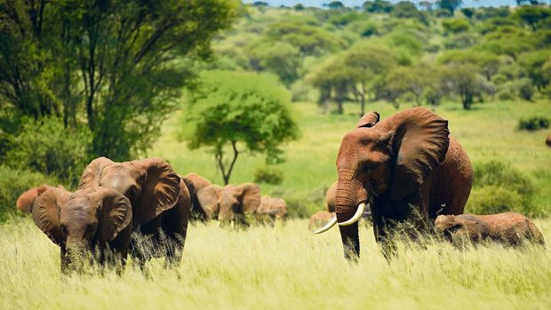 Afrikanische Elefanten streifen in Herden durch die von Akazien dominierte Savanne und prägen sie, indem sie Bäume fällen.