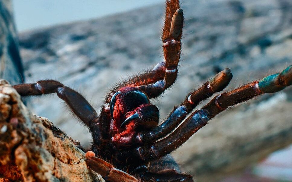 Vogelspinnen bauen keine Netze, nur manche spinnen sich ein Gespinst als eine Art Wohnhöhle. 