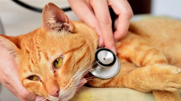 Katze Mit Tumor Im Maul Wann Einschläfern zawieszać Daj z siebie wszystko Pewien katze mit tumor im maul wann