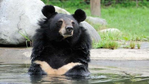 Tuff der Kragenbär