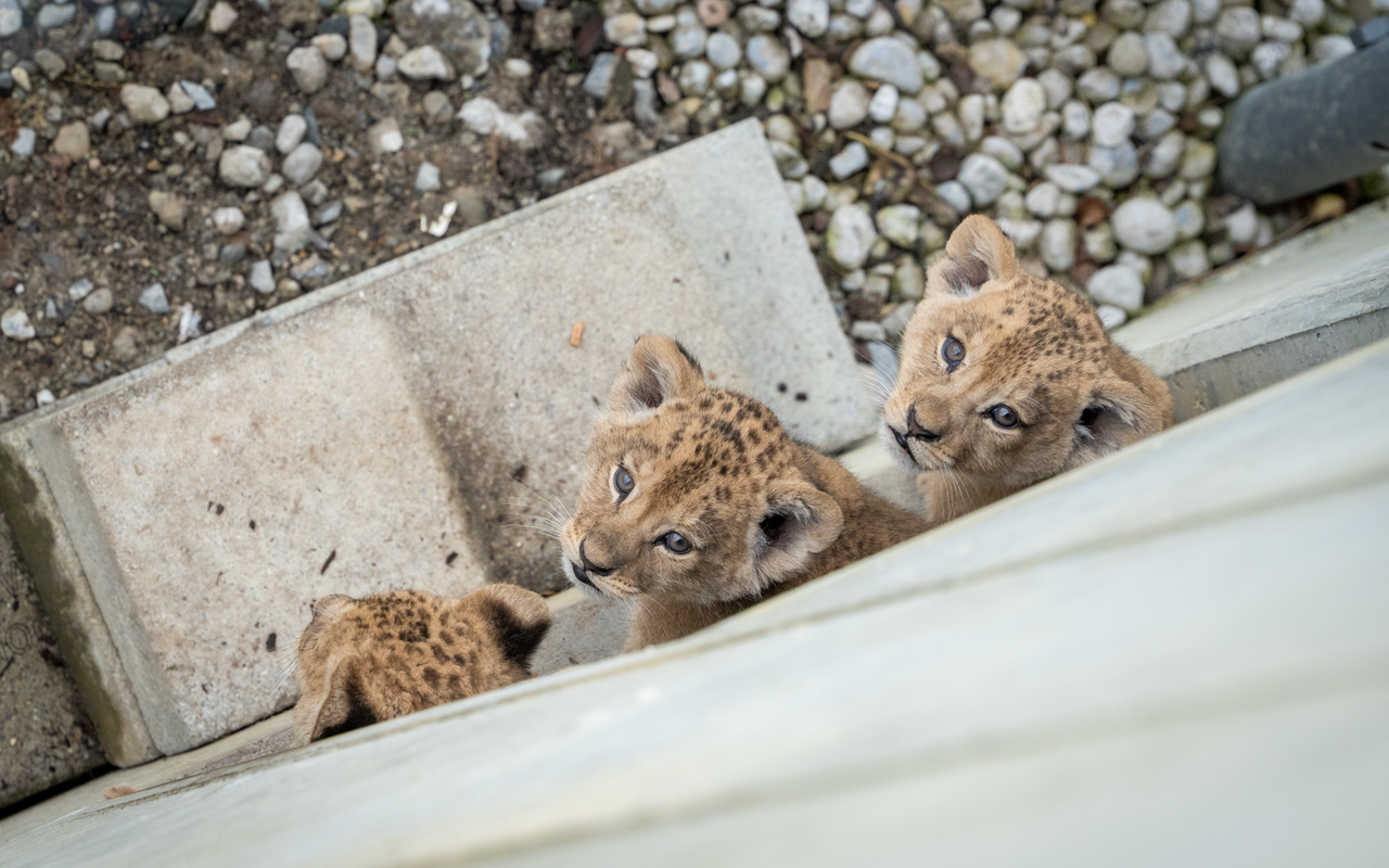 Die drei Löwenbabys wurden am 17. Februar 2026 geboren.