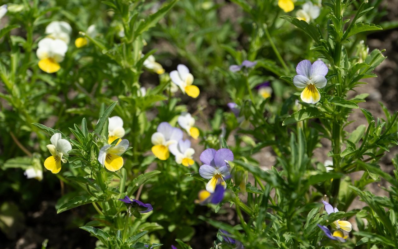 Mit den Blüten der kleinen Stiefmütterchen stellt Schwester Theresita ihre berühmte Stiefmütterchensalbe her.