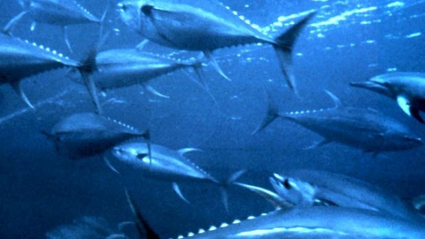 Yellowfin_tuna_nurp_s.jpg