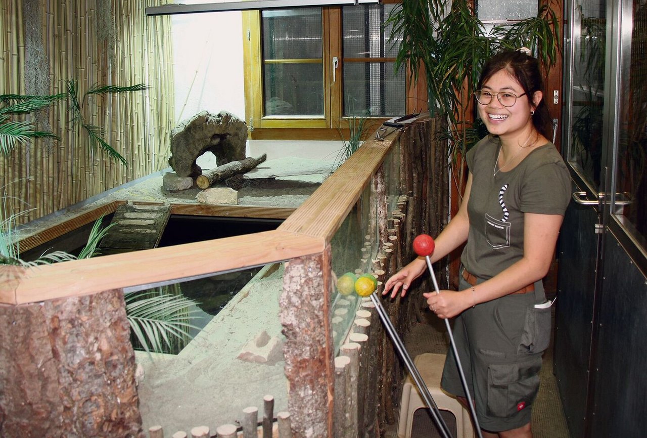 Nelly Bettens, Biologiestudentin im Bioparc Genève, beim Trainieren und Füttern der Wüstenkrokodile.