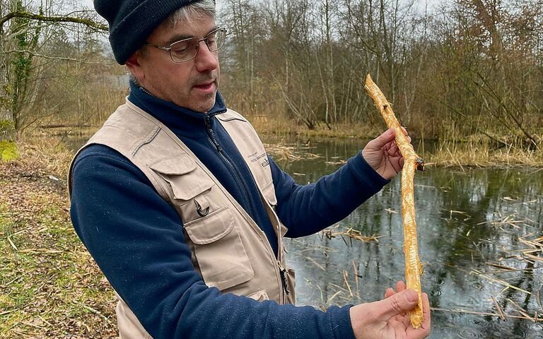 Nicolas Dussex hält einen Ast, dessen Rinde gründlich vom Biber abgenagt wurde und diesem im Winter als Nahrung dient.