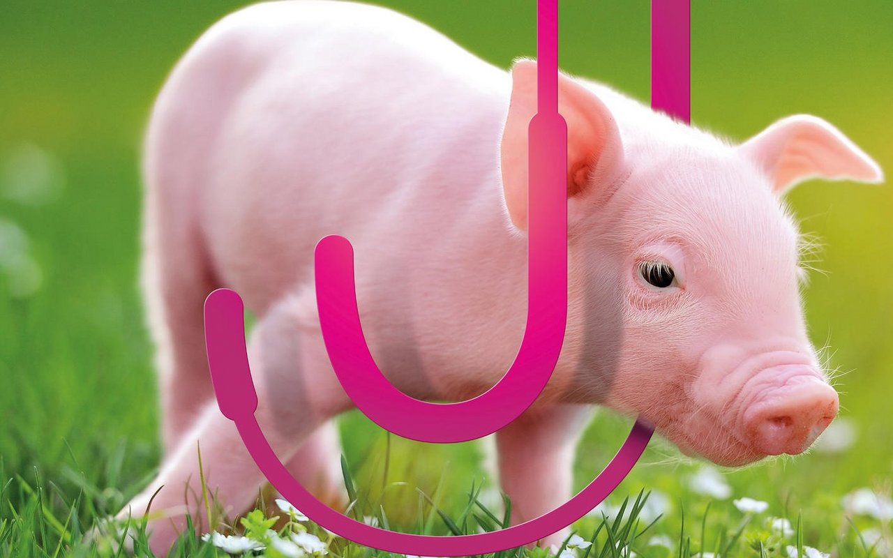 Die Ajoie rückt das Schwein in den Fokus.
