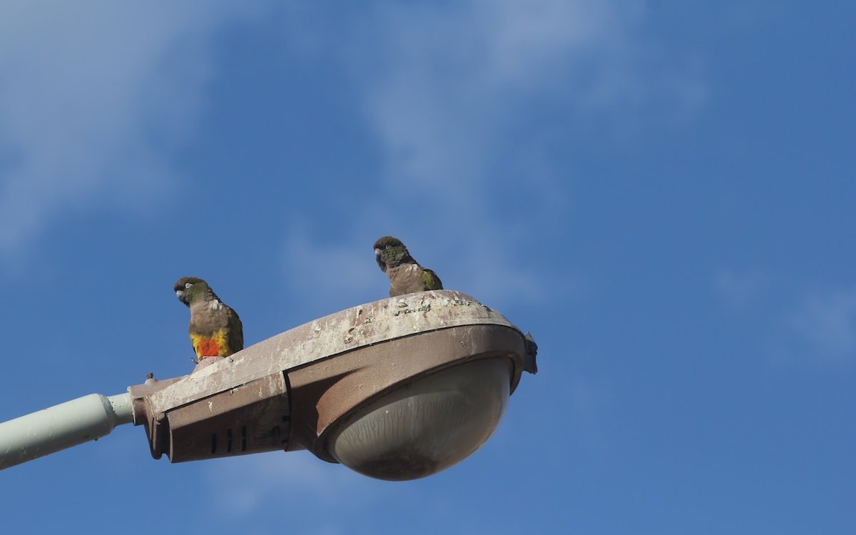 Zwei Felsensittiche an einer Ausfallstrasse der Stadt Bahia Blanca auf einer Strassenlampe. 