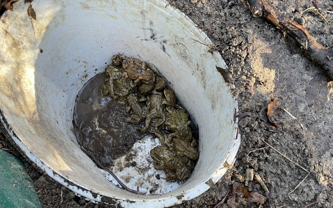 In regelmässigen Abständen sind Eimer in den Boden entlang des Amphibienzaunes eingelassen, in die die Kröten hineinfallen.