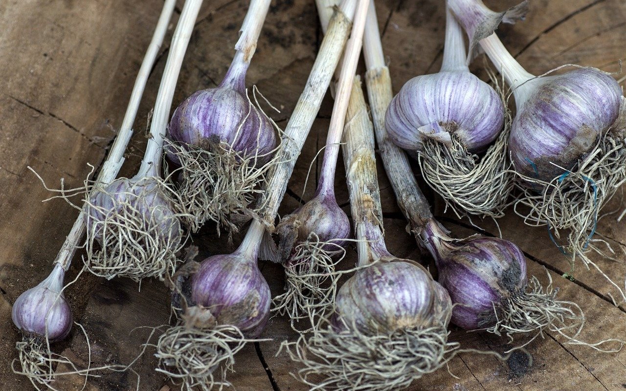 Im April sollte man Knoblauch stecken, um ihn im selben Jahr zu ernten.