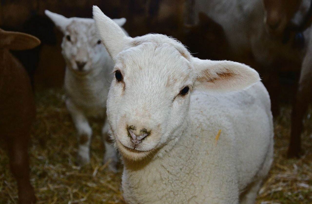 Die Lämmer sind normalerweise kastanienbraun, bei einigen Exemplaren der Herde drückt der weisse Merinoeinschlag durch. 