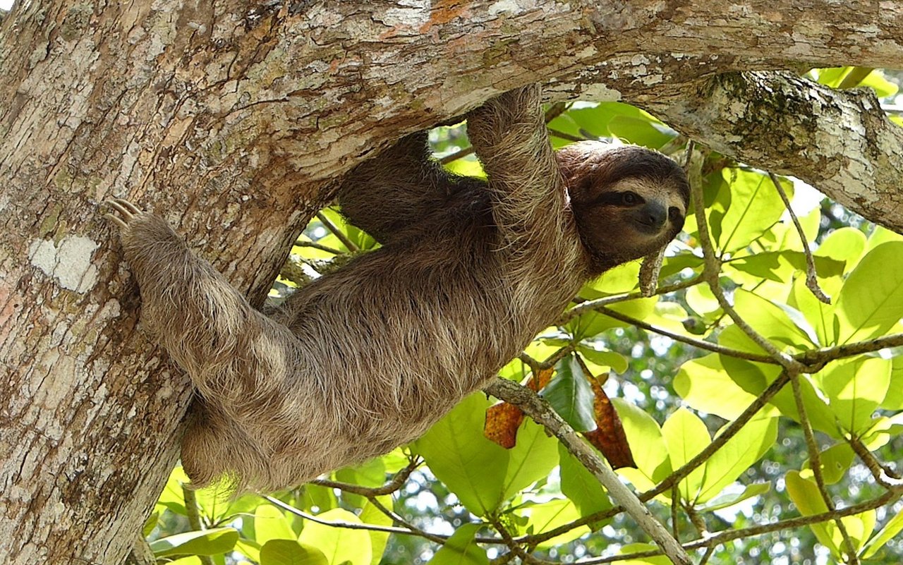 Faultiere verlassen den Baum nur einmal in der Woche.