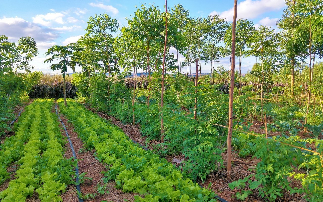 In der Permakultur sieht man oft verschiedene Pflanzen auf demselben Acker.