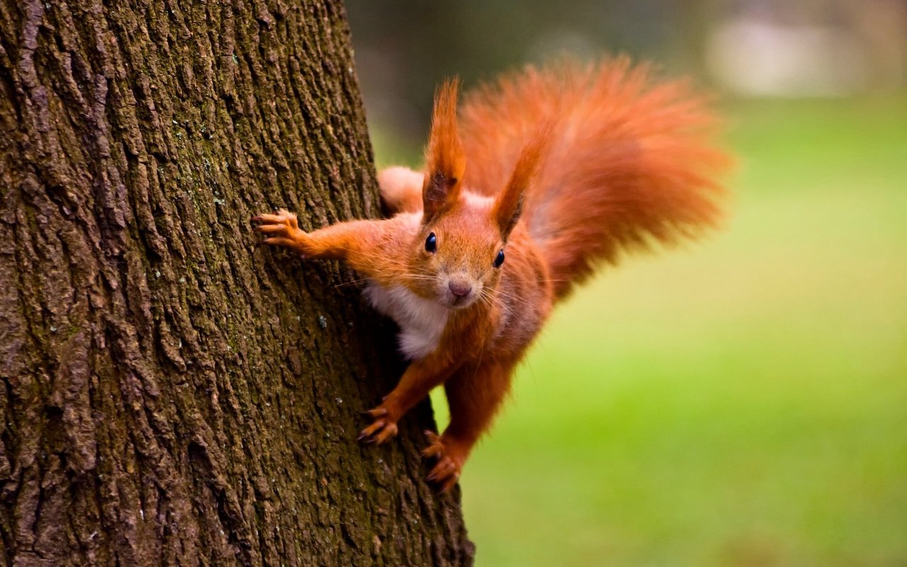 Eichhörnchen sind viel auf Bäumen unterwegs. 