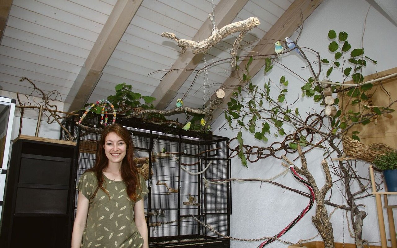 Katja Rauchenstein stellt ihren Wellensittichen ein ganzes Zimmer zur Verfügung.
