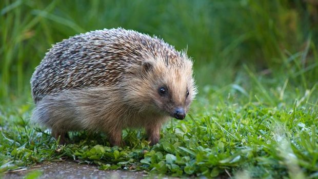 Igel im Gras