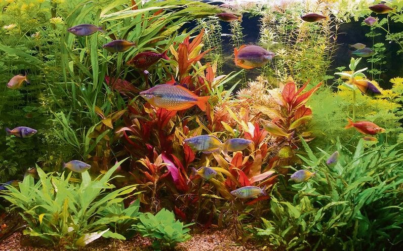 Ein vorbildlich bepflanztes Aquarium mit verschiedenen Arten von Regenbogenfischen. 