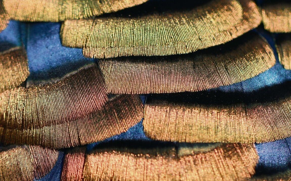 Das Gefieder des Pfauentruthuhns ist schillernd und nuancenreich. 