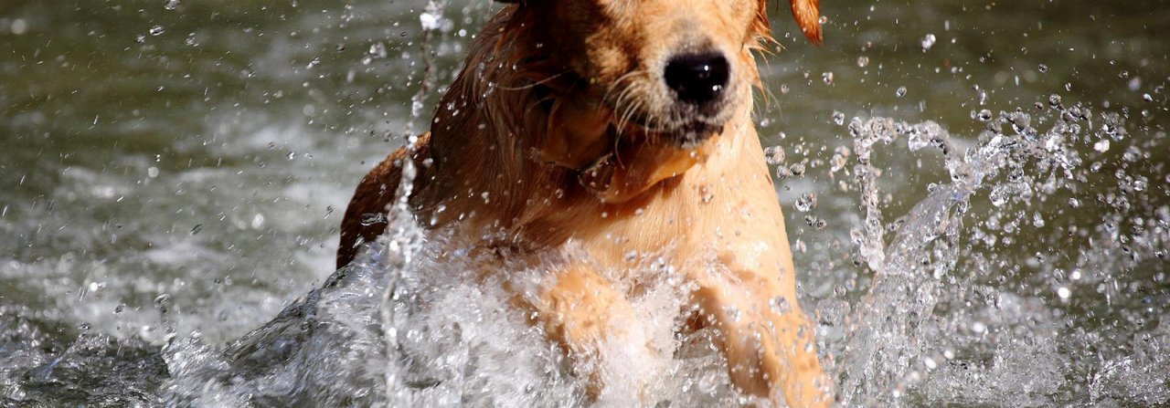 Kommt ein Hund gar nicht zur Ruhe, sollte ein Tierarzt die Gründe dafür abklären.