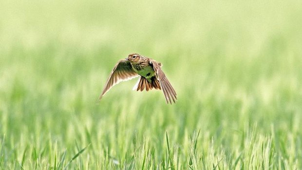 Feldlerche fliegt über Feld