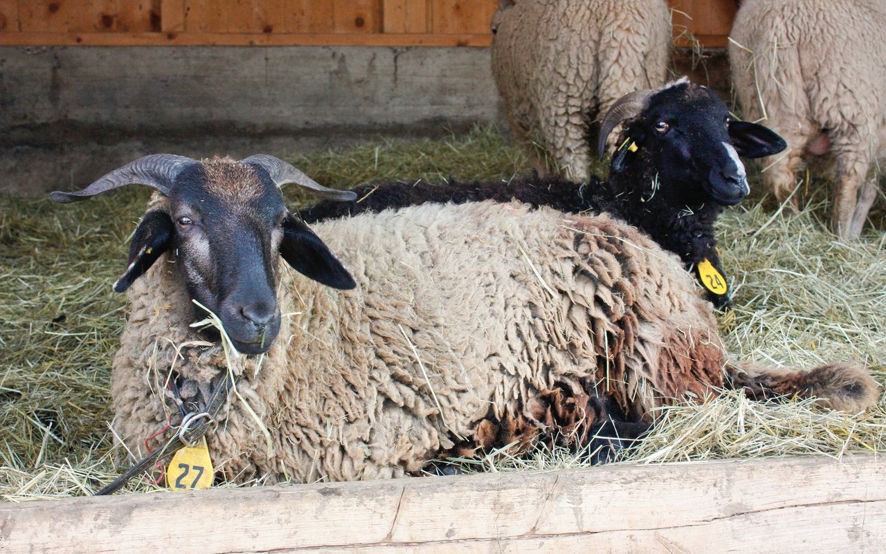 Das Fell und die Wolle der Tiere kann unterschiedliche Farben haben. Schwarz, braun, silbergrau, gämsfarben und weiss gehören dazu. 